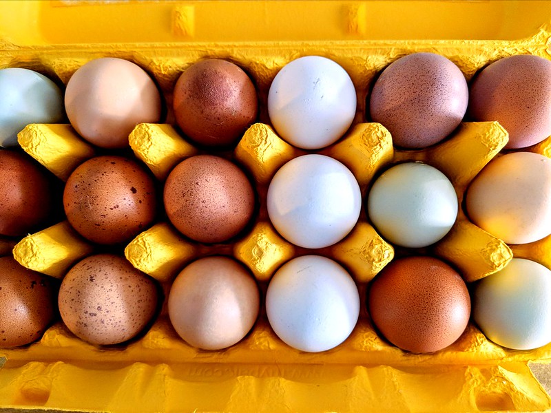 The report cited J.M. Smucker Co., Goodness Gracious and Evermore Pet Food for progress on cage-free egg sourcing, with J.M. Smucker Co. having sourced 100% cage-free eggs for its pet food products since 2022.