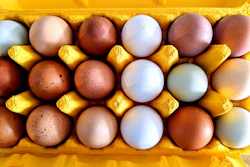 The report cited J.M. Smucker Co., Goodness Gracious and Evermore Pet Food for progress on cage-free egg sourcing, with J.M. Smucker Co. having sourced 100% cage-free eggs for its pet food products since 2022.