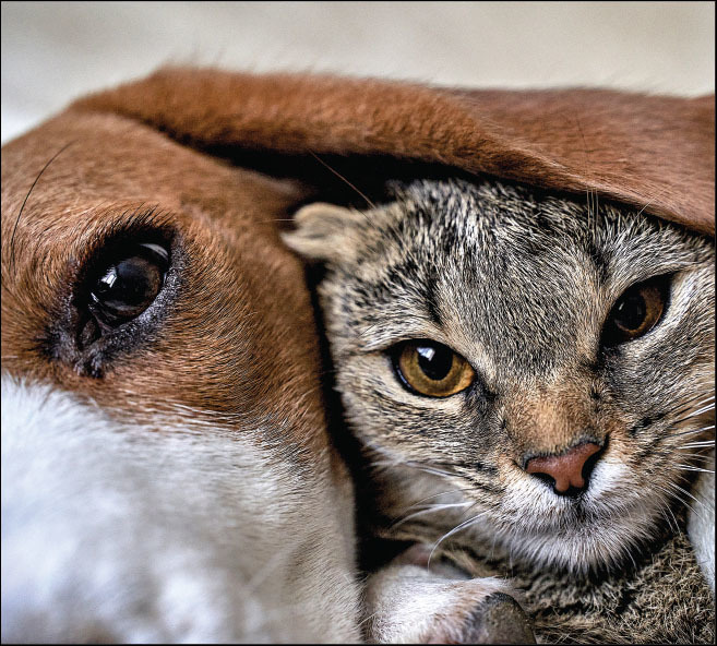 Rethinking Pet Food Regulation
