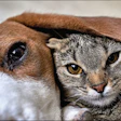 Rethinking Pet Food Regulation
