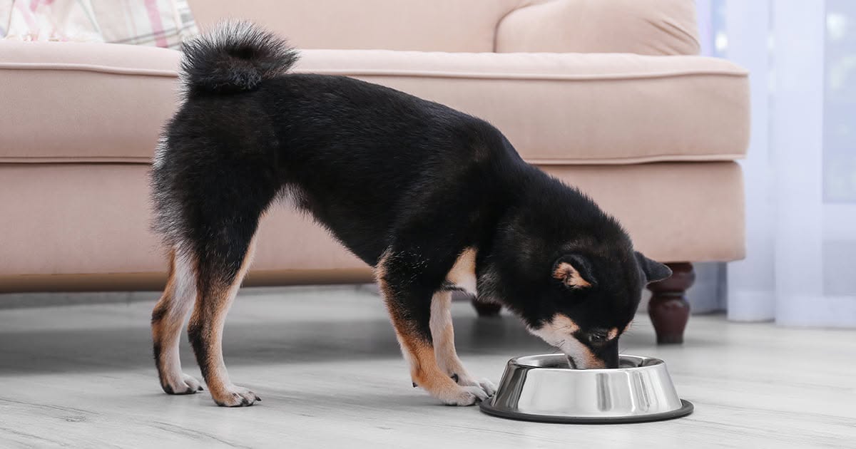 Musti Group, a pet specialty retailer based in Finland, reported robust financial results.