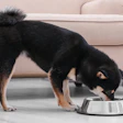 Musti Group, a pet specialty retailer based in Finland, reported robust financial results.