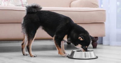Musti Group, a pet specialty retailer based in Finland, reported robust financial results.