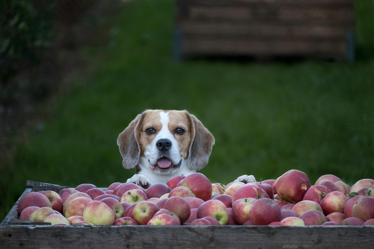 Beagle With Applecart Werner1966 Pixabay