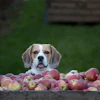 Beagle With Applecart Werner1966 Pixabay