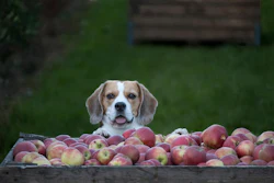 Beagle With Applecart Werner1966 Pixabay