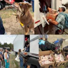 Boss Dog Brand participated in Dog Days of Summer with a donation of food and treats for local pets and animal rescues.