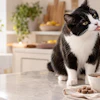 Black and white cat eating from a bowl in a bright kitchen while a person offers food