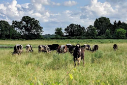 Cows In Pasture