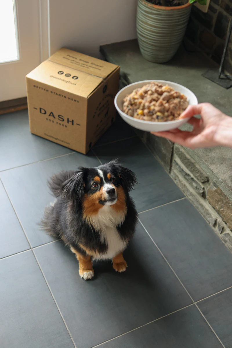 Fcat Fcod DASH Dog Food raises $1.5 million seed round | PetfoodIndustry