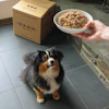 Dash Food