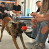 Since the start of the full-scale war, Unbroken Animals has helped approximately 300,000 animals, distributing 2,400 metric tons of pet food, providing more than 31,000 vaccinations and helping find new homes for more than 2,940 animals.