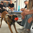 Since the start of the full-scale war, Unbroken Animals has helped approximately 300,000 animals, distributing 2,400 metric tons of pet food, providing more than 31,000 vaccinations and helping find new homes for more than 2,940 animals.