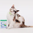 Brown and white cat wearing green collar scratching face next to Native Pet Immune supplement container