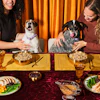 Ollies Holiday Feast