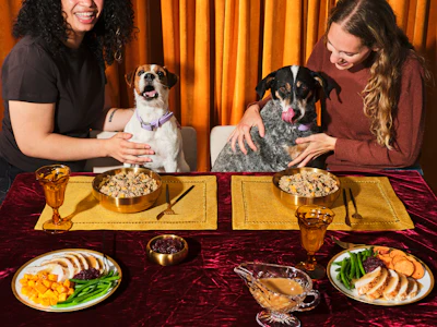 Ollies Holiday Feast