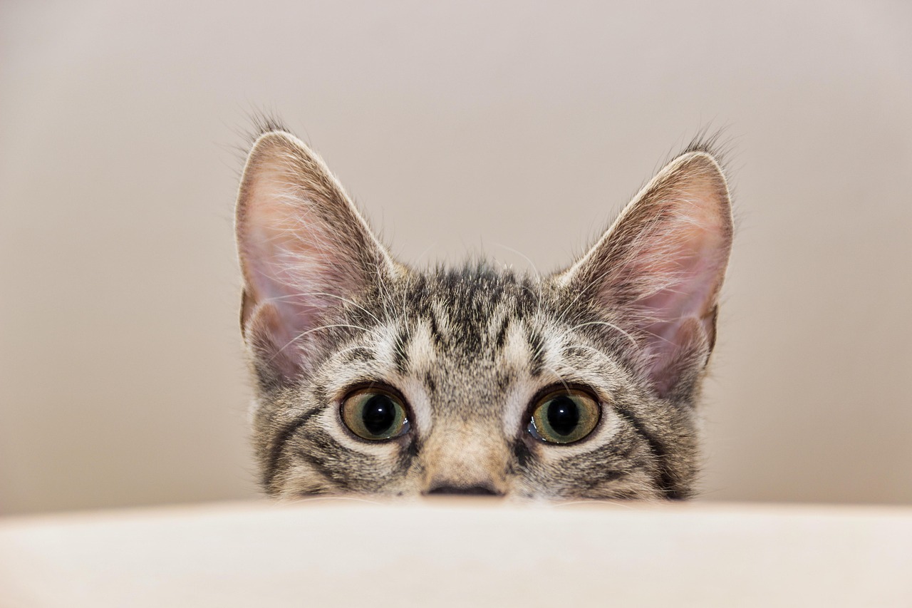 Peeking Cat Guvo59 Pixabay