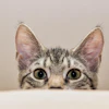Peeking Cat Guvo59 Pixabay