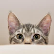 Peeking Cat Guvo59 Pixabay