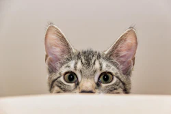 Peeking Cat Guvo59 Pixabay