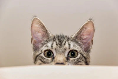 Peeking Cat Guvo59 Pixabay