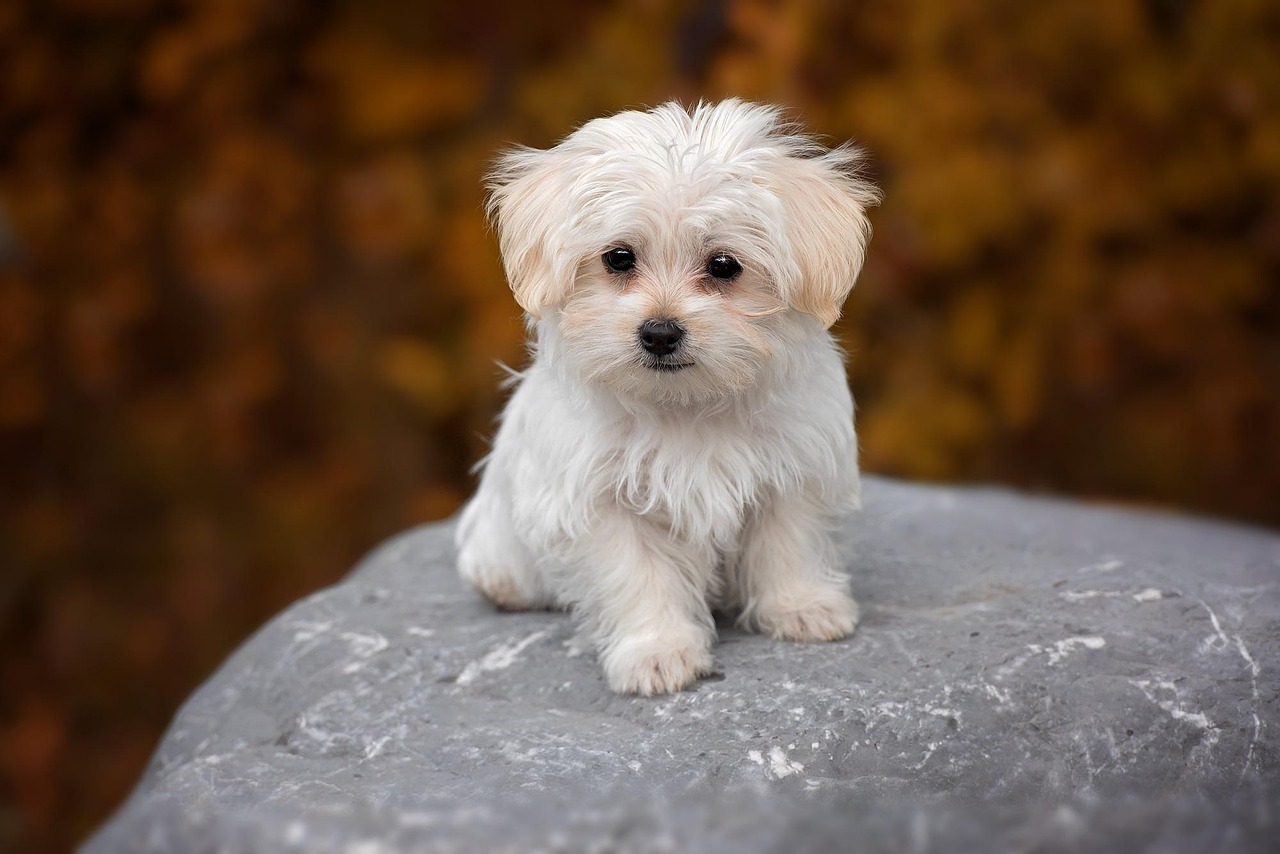 Pezibear Dog Maltese Pixabay