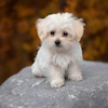 Pezibear Dog Maltese Pixabay