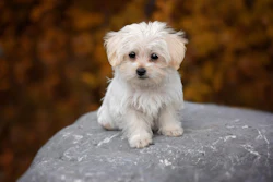 Pezibear Dog Maltese Pixabay