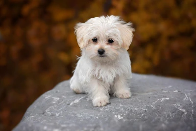 Pezibear Dog Maltese Pixabay