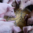 Pigs Eatting Feed Chx69 Pixabay