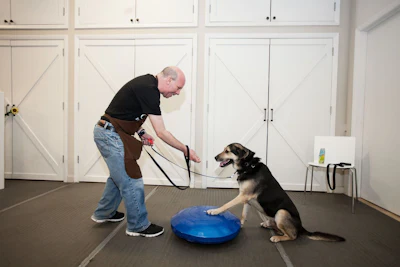 At the PAWS Chicago Pippen Fasseas Adoption Center, treats will be used in daily enrichment activities and positive reinforcement training.