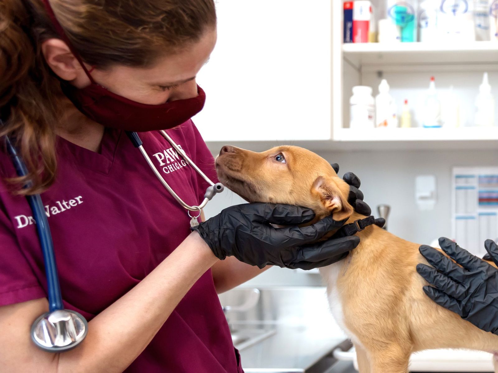 Saint Rocco Paws Partnership