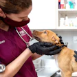 Saint Rocco Paws Partnership