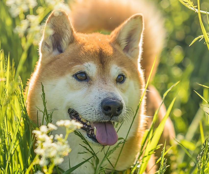 Shiba Thorsten1970 Pixabay