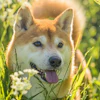 Shiba Thorsten1970 Pixabay