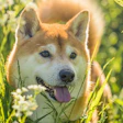 Shiba Thorsten1970 Pixabay