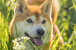Shiba Thorsten1970 Pixabay
