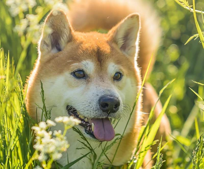 Shiba Thorsten1970 Pixabay