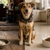 In Southeast Asia, affordable kibble lines are winning over working-class families, who increasingly see a shelf-stable bag as less wasteful and more convenient than cooking scraps.