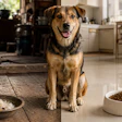 In Southeast Asia, affordable kibble lines are winning over working-class families, who increasingly see a shelf-stable bag as less wasteful and more convenient than cooking scraps.