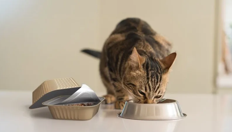Tabby cat eating from a metal food bowl with another bowl nearby on white surface