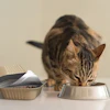 Tabby cat eating from a metal food bowl with another bowl nearby on white surface