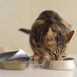 Tabby cat eating from a metal food bowl with another bowl nearby on white surface