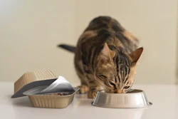Tabby cat eating from a metal food bowl with another bowl nearby on white surface