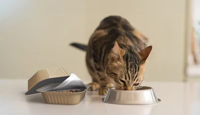 Tabby cat eating from a metal food bowl with another bowl nearby on white surface
