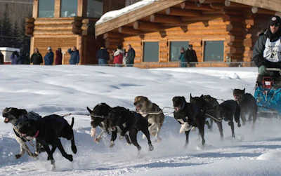 Dog sled team racing through snow with spectators watching near log cabin structures