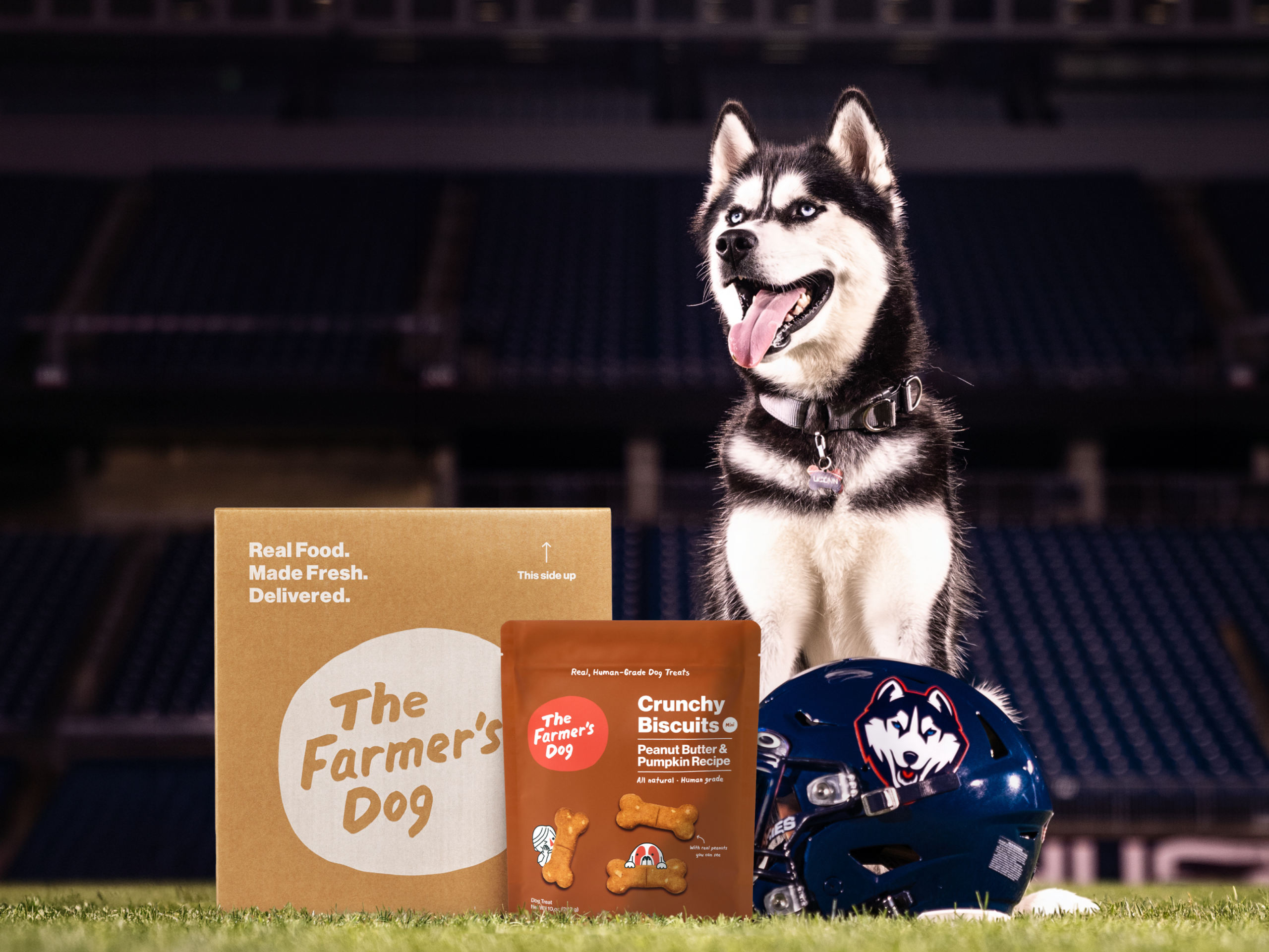 Husky dog sitting with The Farmer's Dog pet food packaging and crunchy biscuit treats on grass