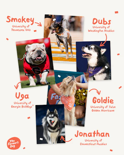 College mascot dogs collage featuring Smokey (Tennessee Vols), Dubs (Washington Huskies), Uga (Georgia Bulldogs), Goldie (Tulsa Golden Hurricane), and Jonathan (Connecticut Huskies)