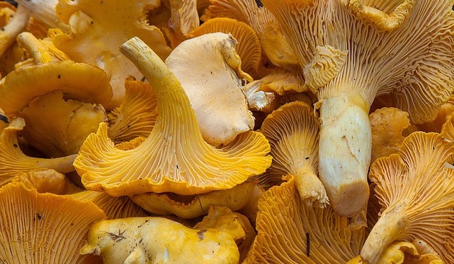 Fresh golden chanterelle mushrooms with funnel-shaped caps and ridged gills