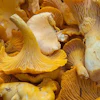Fresh golden chanterelle mushrooms with funnel-shaped caps and ridged gills